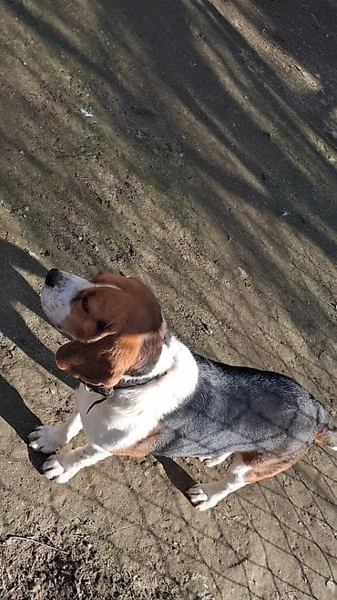 Heyvanlar üçün mallar: Bigl, 4 il, Erkek, Sənədli, Ünvandan götürmə — 4