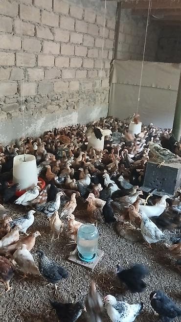 qus yuvasi: Toyuq cücələri, Ətlik — 5