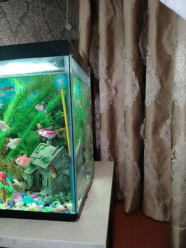 akva ayaqabılar: Akvaryum komplekti - Şüşə akvaryum, düzbucaqlı forma, qapaqlı üst — 2