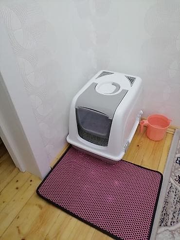 pişik alıram: Salam pişiyim böyüdüyü üçün tam sığmır. O üzden satıram. Yeni kimidir — 2