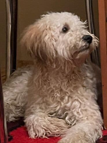 pudel it cinsi: Pudel — 4