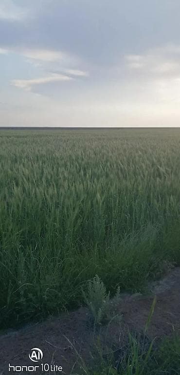 2500 sot, Kənd təsərrüfatı, Mülkiyyətçi, Kupça (Çıxarış)