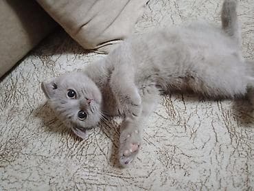 Şotland yastı qulaq, Erkək, Dişi, Yaxşı əllərə, Ünvandan götürmə, Pulsuz çatdırılma, Ödənişli çatdırılma