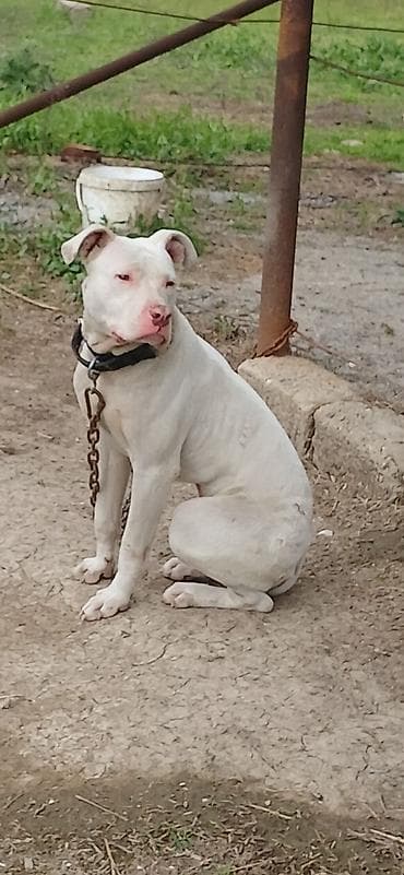 heyvan bazarı: Pitbul, 10 ay, Erkek, Peyvəndli — 8