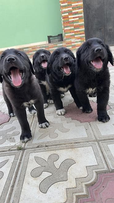 zvanok it satilir: Labrador Retriver 12.04.26 dogulublar qurd dermanlari verilib dişi — 5