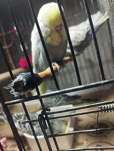 Jumbolar satilir,2 aylig balalardi biri mayadi 3 Erkey,qiymətlər