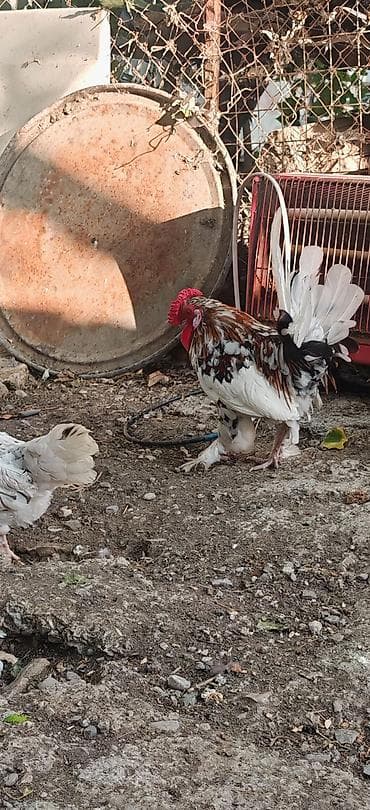 tutuquşu satışı: Yetiwkin damazliq yaponkalardi cox xirda novdu fere yumurtlayir tek — 5
