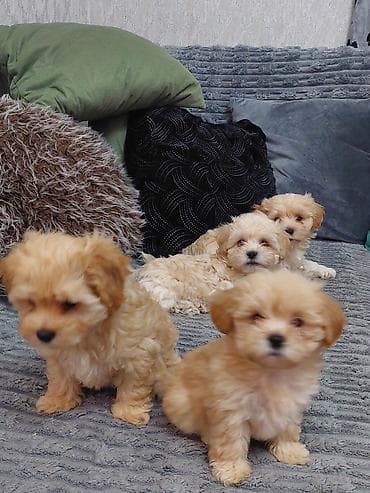 Akvariumlar: Maltipoo balaları – mini ölçü, şirin görünüş və ailə üçün ideal — 5