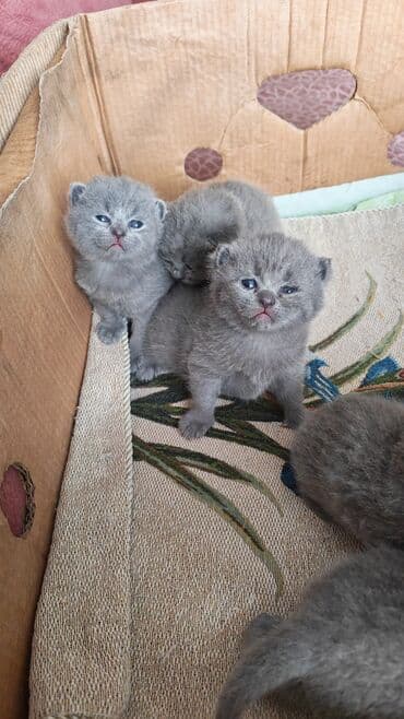 pişik ucun tualet: Şotland — 6