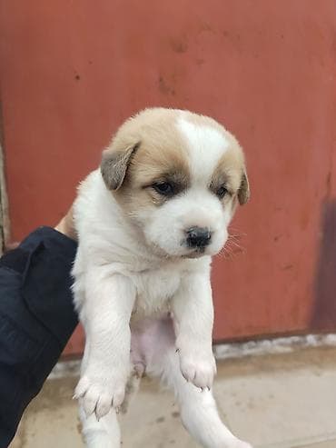 hinduska balasi satilir 2020: 24 Gunluk du Qurdbasar kucukleri var — 3