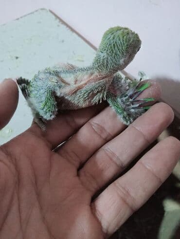 неразлучник: Bala veren cütler.Yuvaas bala al Tam sağlam quşlardı.Üiymət cütünə — 4