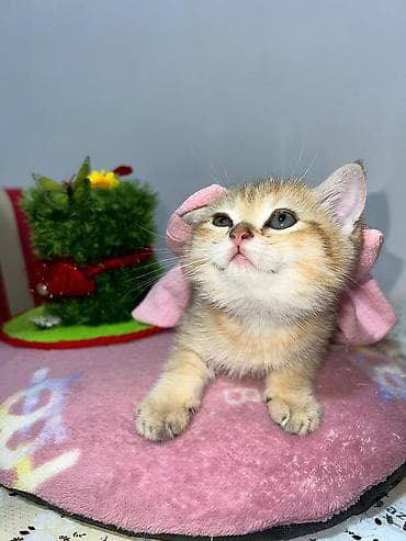 pişik pulsuz: Britan — 6