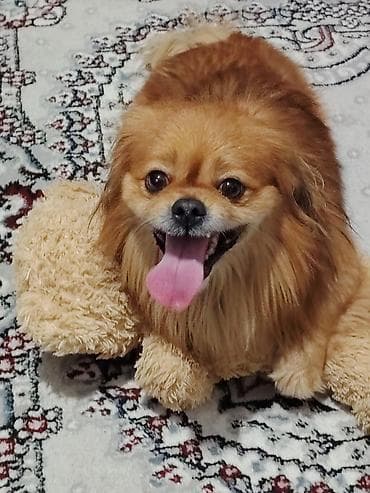 Pekines, 1 il, Erkek lalafo.az -da Pekines, 1 il, Erkek