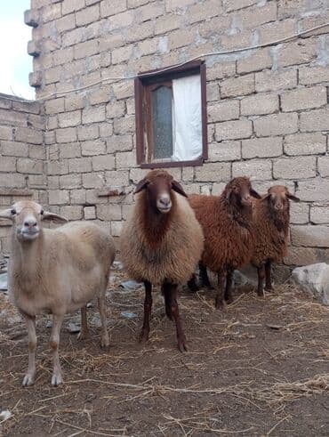 Salam Aleykum ünvan Meşdaxa 2 dişi qoyun 2 ərkey heyvanlar dolu kök — 1