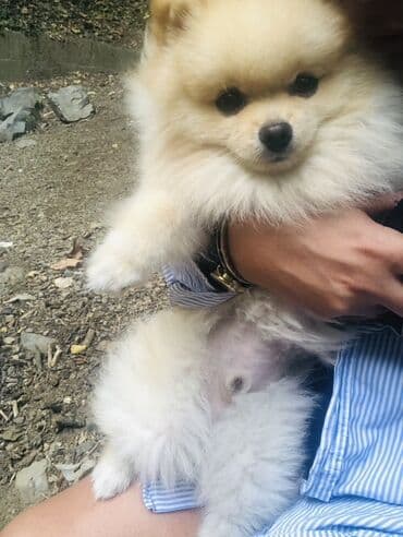 cütleşdirilir: Шпиц, 2 года, Самец, Для вязки, Бесплатная доставка, Доставка в районы — 4