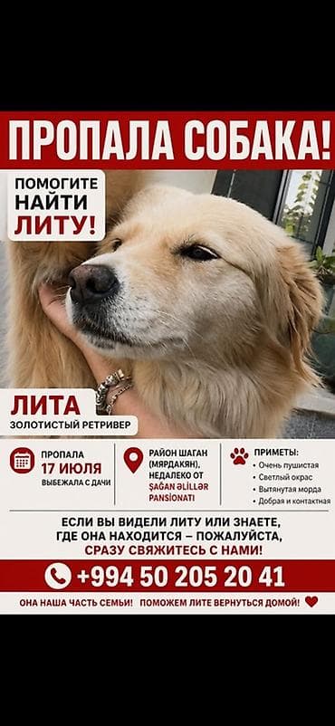 itleri: Retriever, Dişi — 2