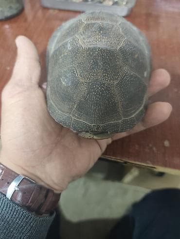 lobzik nedir: Şpris dəsti – şüşə korpuslu, metal porşenli, dəyişdirilə bilən iynələr — 9