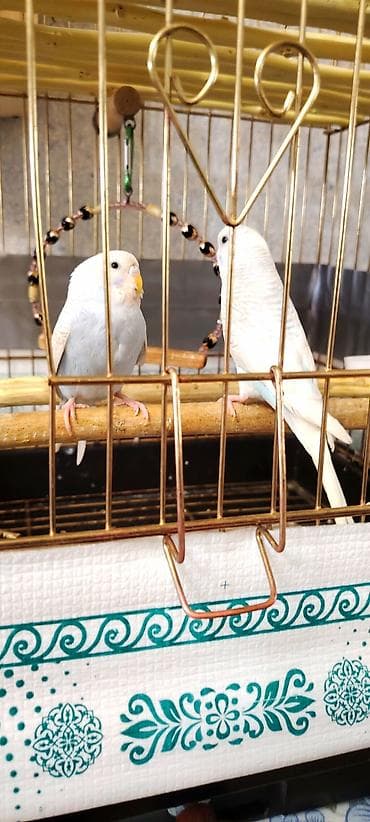 papuqay yemleri: İki Cüt Tutuquşu Satılıt Bir Cüt Ağ Bir cütdə Bulud Rəngdə və Sarılı — 4