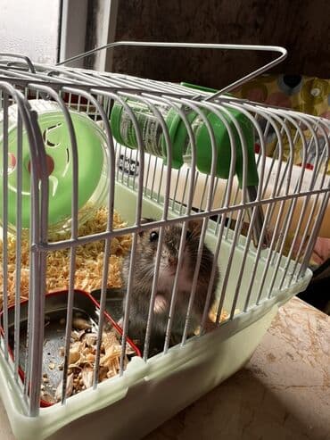 Hamster üçün komplekt qəfəs Hamsterdə satılır 2 ədəd - Material