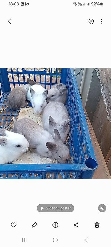 Angora tipli dekorativ dovşan balaları
satılır. 10. m