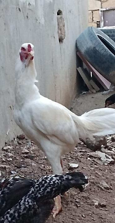 satılan itlər: Xoruz, il: 1, Ünvandan götürmə — 4