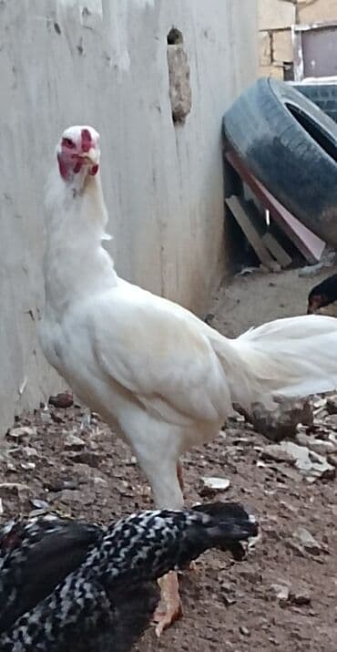 keci satışı tap az: Xoruz, Heyratı, il: 1, Ünvandan götürmə — 2