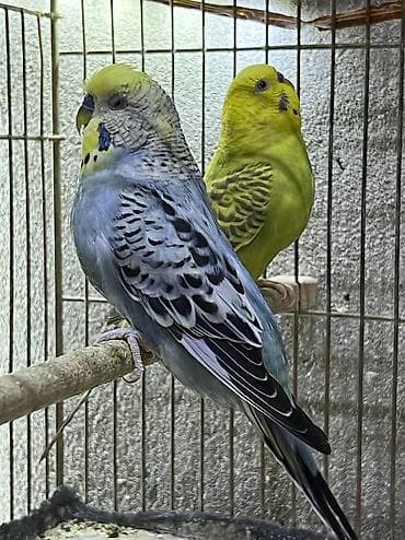 xaski alıram: Papuqaylar satilir unvan yeni suraxani 2 defe bala alinib 1yas — 2