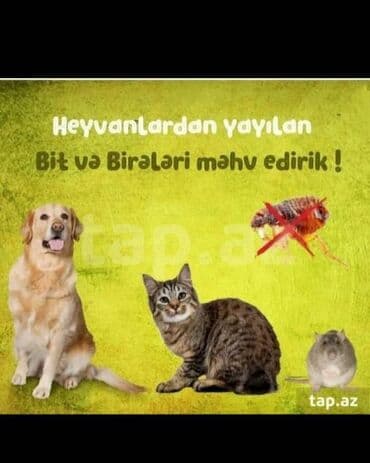 xalca yuma 1 50 azn 2023: Dezinfeksiya, dezinseksiya | Nəqliyyat — 4