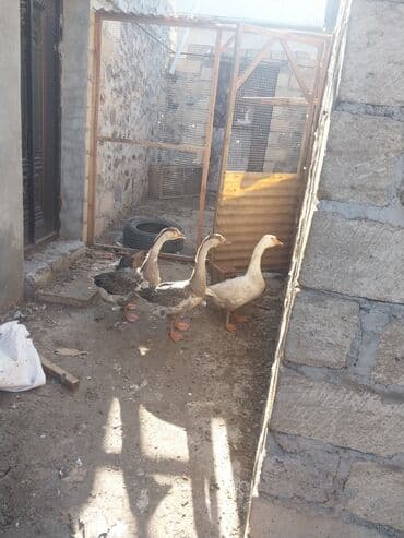 - qiymet 1 ne aitdi real alclar zeng vursun