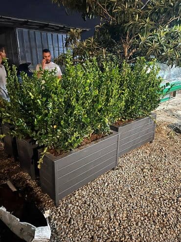 dekorativ otaq bitkiləri: Bu taxda dipçekin ölçusu 100x30x55 Bu standart alinan ölçudur — 8