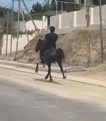ev iti satisi: Erkək, il: 7, Ünvandan götürmə — 1