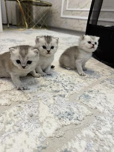 pişik darağı: Britan — 1