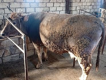 İtlər: Sığır (inək) satılır - Növ: Yerli inək - Rəng: Qəhvəyi-boz - Buynuzlu — 1