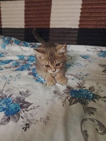 simmental inək cinsi: Erkək, Yaxşı əllərə, Ünvandan götürmə — 8