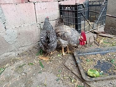 kənd toyuqlarının satışı: Toyuq, Damazlıq, Ünvandan götürmə — 4