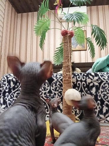 dişi dana: Sfinks, Erkək, Dişi — 6