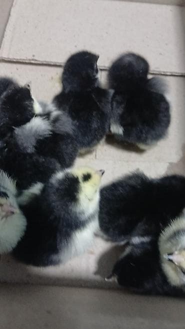 balaca quzu qiyməti: 15 günlük süper lider cucesi vaxsinadiyalari verilib Saba lasota — 7