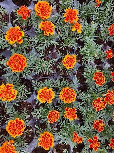 otaq gülü: Tagader bağ gülləri 1 kasetdə 24 ədə gül var 3 cürə rəngi var. 1 — 2