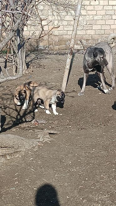 sabuncu it bazari: Kanqal — 4