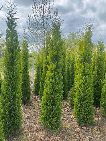 polad ağacı: Thuja (mazı) – hündür, konus formalı, sıx və parlaq-yaşıl iynəyarpaqlı — 4