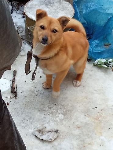 it adlari qiz: Dişi 2 yaşı var çübüşdu əla itdi həyətə adam buraxmır — 6