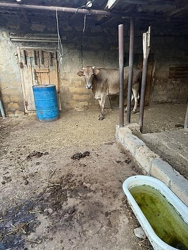 korella satışı: Subaydir, Etlike satilir,Real aliciya cuzi endirim olunacaq. Whatsapp — 1