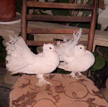 Göyərçinlər: Göyərçinlər