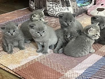 Britan, Erkək, Dişi, Yaxşı əllərə, Ünvandan götürmə