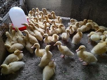 danisan qus: Pekin ordek balalari 20 qunlukduler ətlik yumurtaçı xəttlərdən — 2