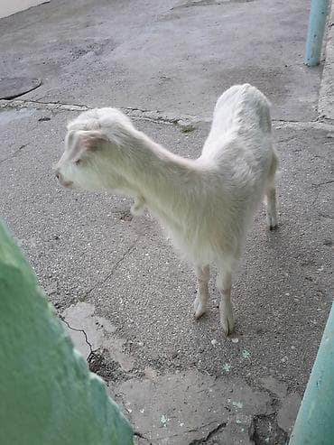 Atlar: Dişi, Zanen, il: 1, 30 kq, Damazlıq, Ünvandan götürmə — 5