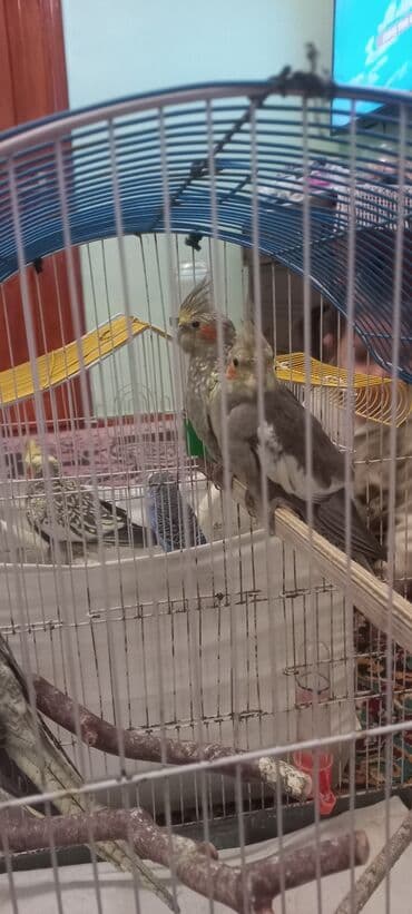 Salam 4eded karella qus astilir.Iri hecimli saglam 8ayliq.Rəng