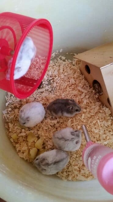 рынок животных в баку: Cunqariklər hamsı sağlamdı ələ öyrəşiblər dişləmirlər. Zoo maqazin — 4