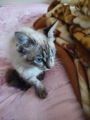 heyvan alqi satqisi: Siam, Erkək, Yaxşı əllərə, Ünvandan götürmə — 1