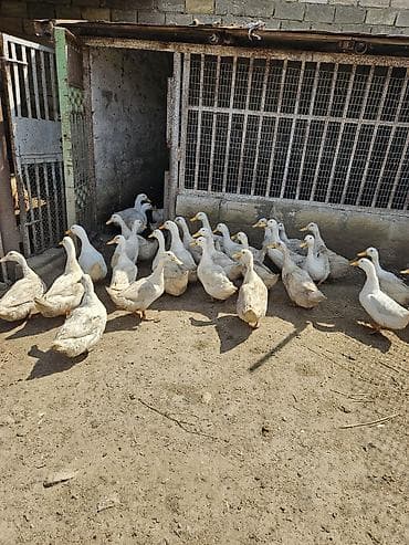 qaqa ördəyi: Dişi, | Kuban, Yumurtalıq — 2
